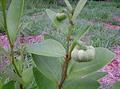 Annona cornifolia